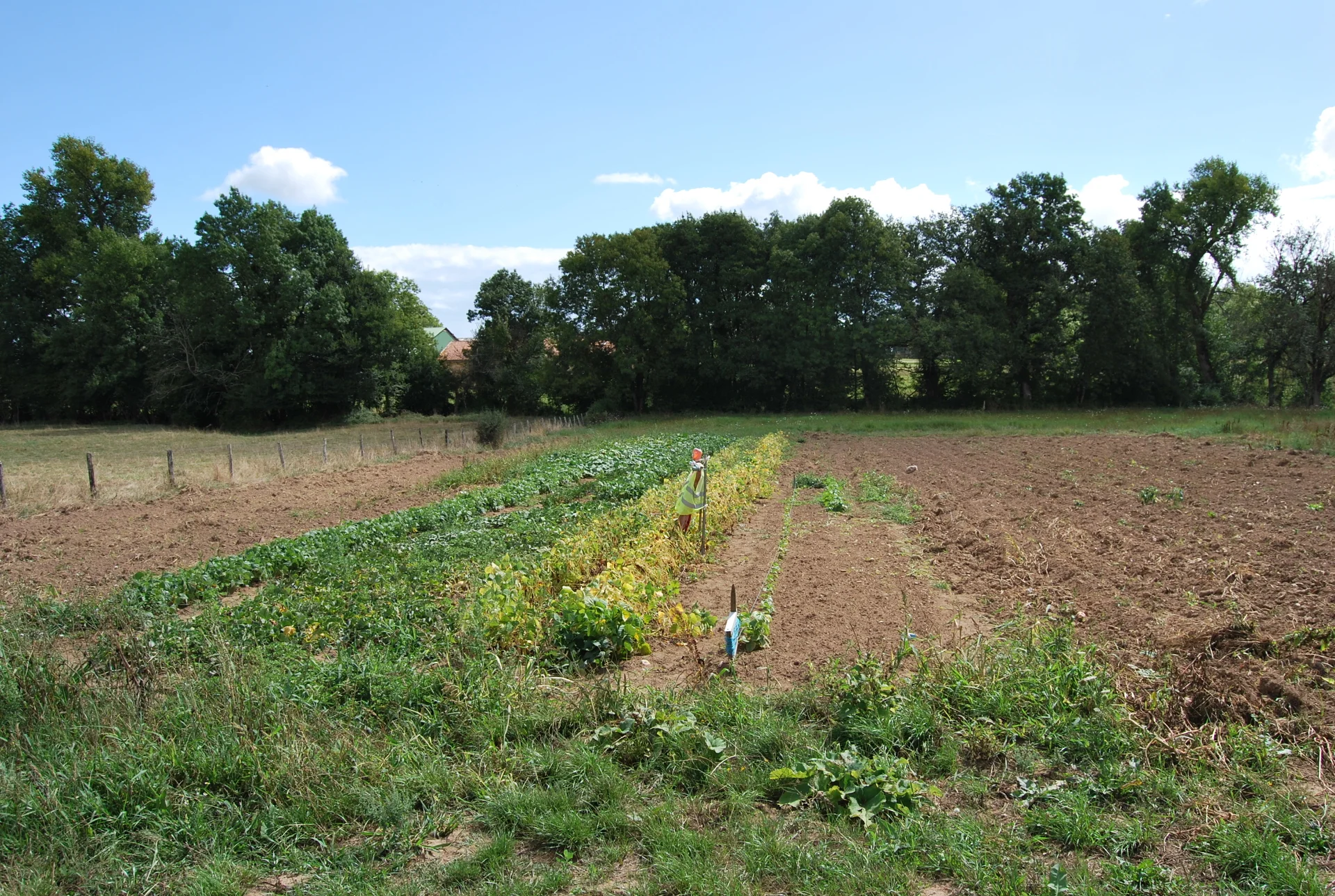 Un potager à moitié planté, moitié labouré qui à l’air de s’étendre sur plus de 50 mètres jusqu’à des arbres en lisière de terrain. Un beau ciel bleu.